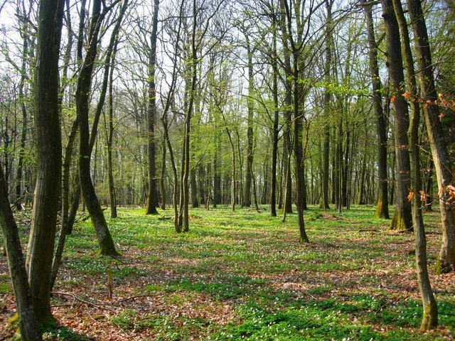 riforma forestale