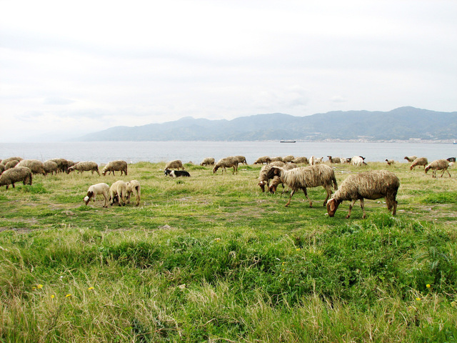 cooperativa valle del bonamico