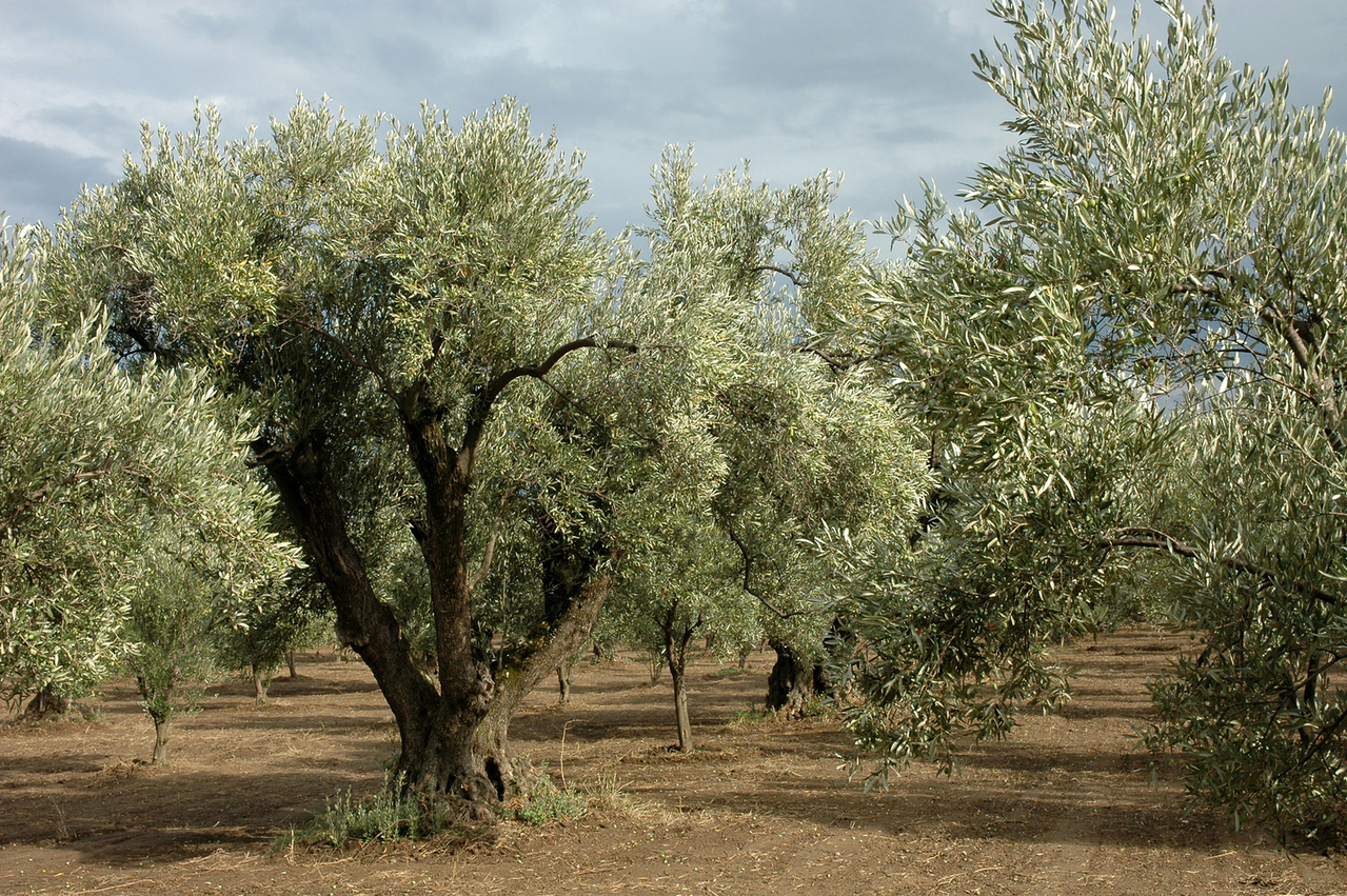 olio giovani in vita
