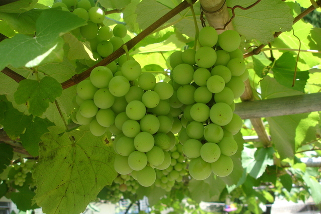 cooperative vino