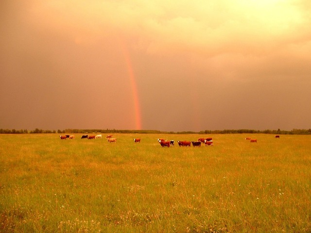 agromafie