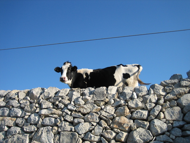latte alleanza delle cooperative