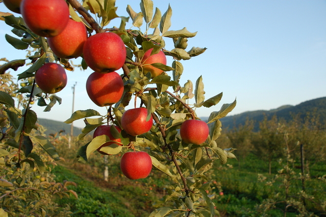 frutta dati
