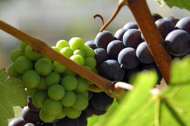 vino coop